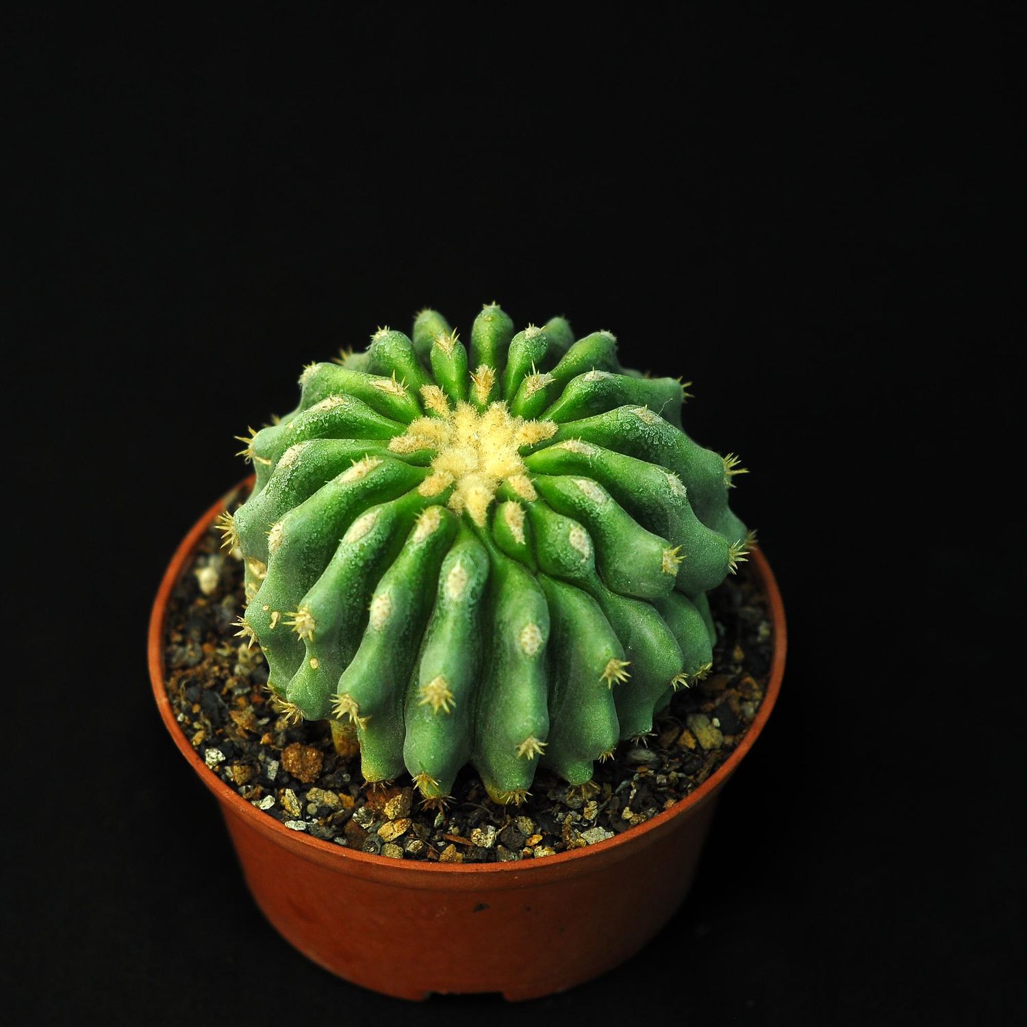 Echinocactus grusonii brevispinus