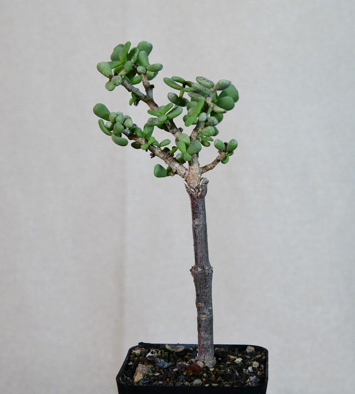 Ceraria pygmea Ceraria pygmea