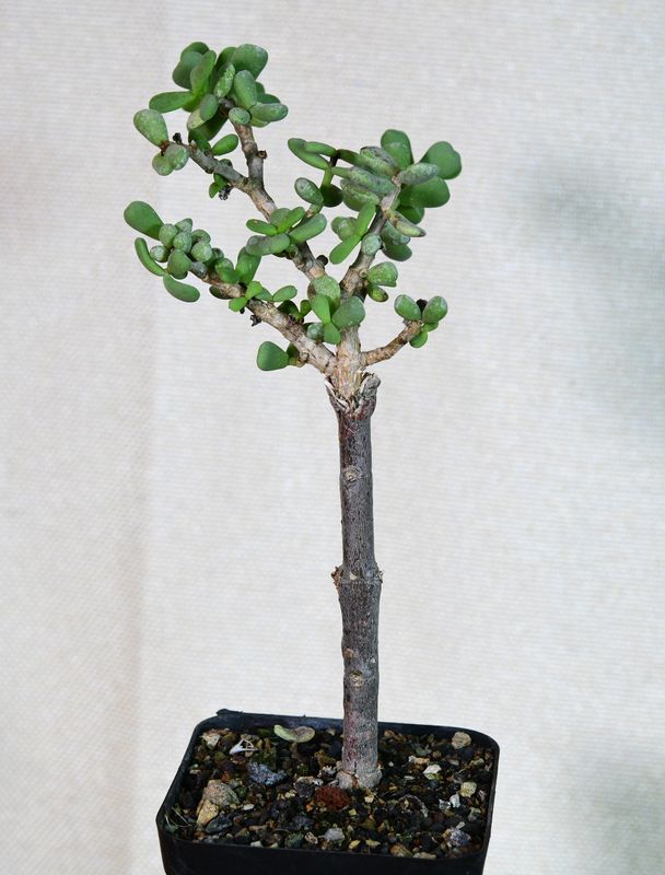 Ceraria pygmea