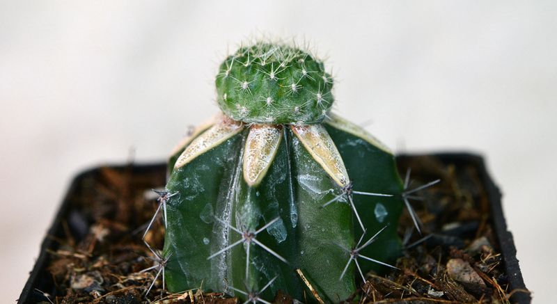 Rebutia minuscula Orange Flower young plant with distinctive pale spines