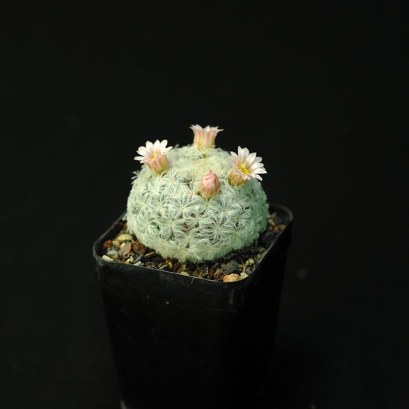 Mammillaria plumosa front view