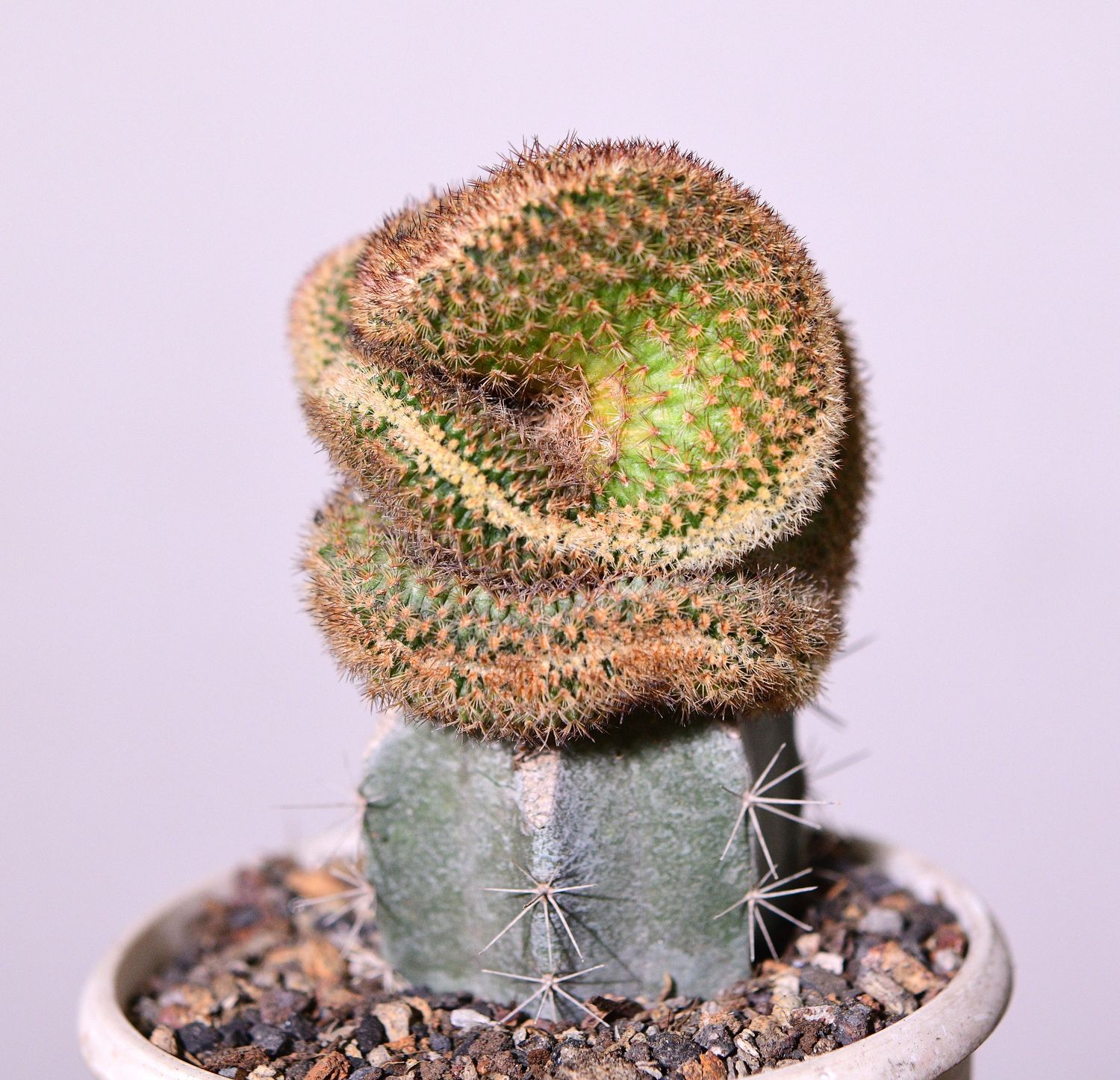 Echinocereus reichenbachii f. crest hort. Echinocereus reichenbachii f. crest hort. stacked specimen front view