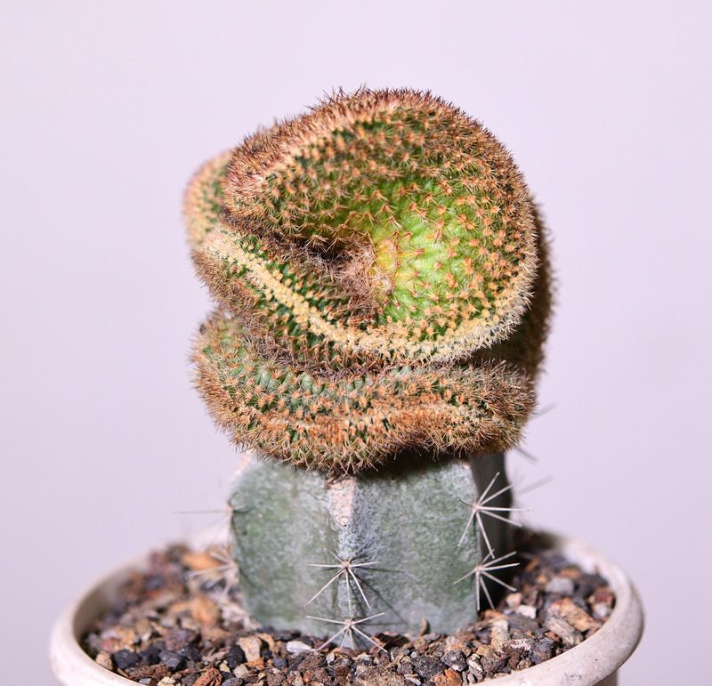 Echinocereus reichenbachii f. crest hort.