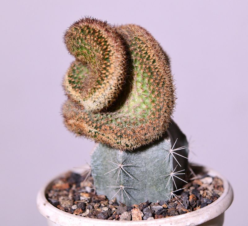 Echinocereus reichenbachii f. crest hort.