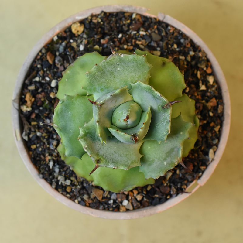 Agave Potatorum cv. SHOJI-RAIJIN Agave Potatorum cv. SHOJI-RAIJIN