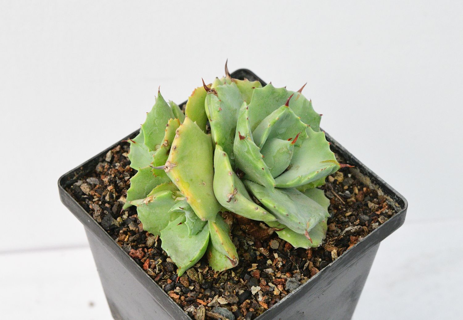 Agave Potatorum cv. SHOJI-RAIJIN