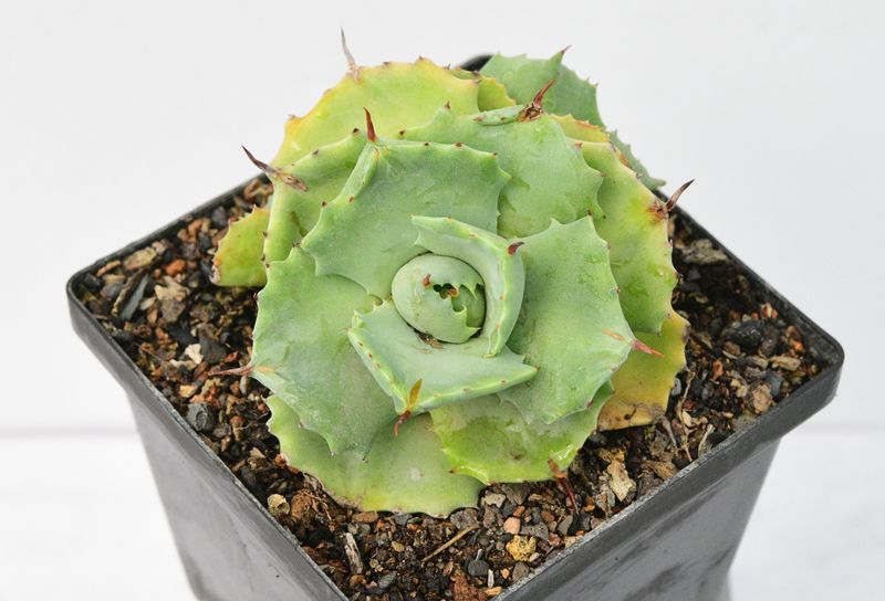 Agave Potatorum cv. SHOJI-RAIJIN