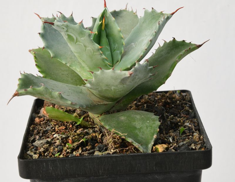 Agave isthemensis Kabutogani Non Variegated Clone Agave isthemensis Kabutogani Non Variegated Clone