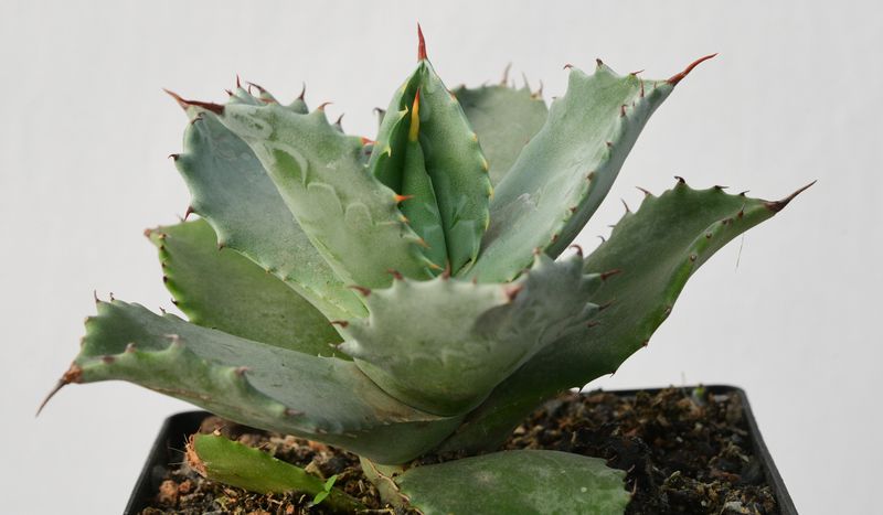 Agave isthemensis Kabutogani Non Variegated Clone