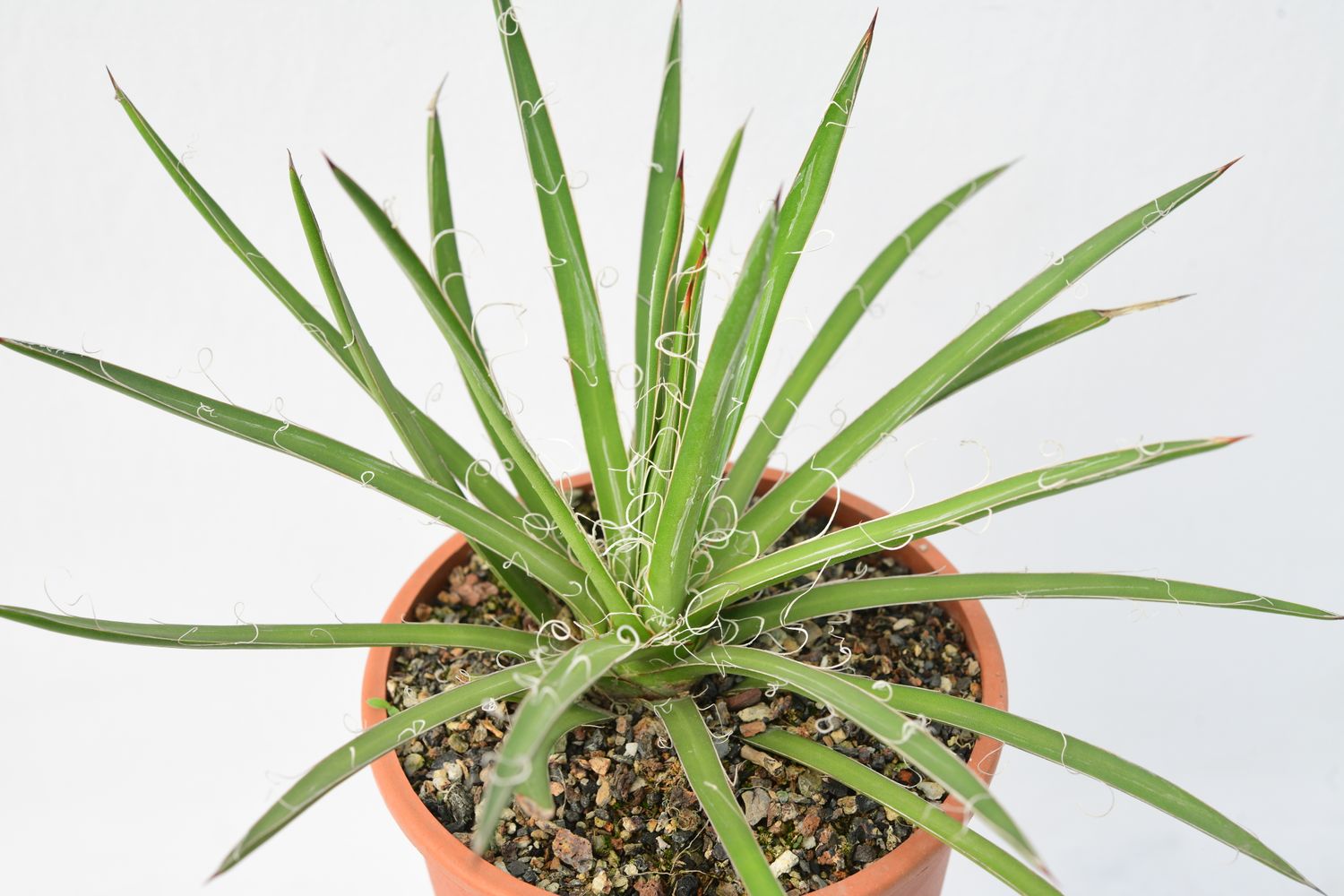 Agave x leopoldii Hort. ex G.Nicholson Agave x leopoldii Hort. ex G.Nicholson