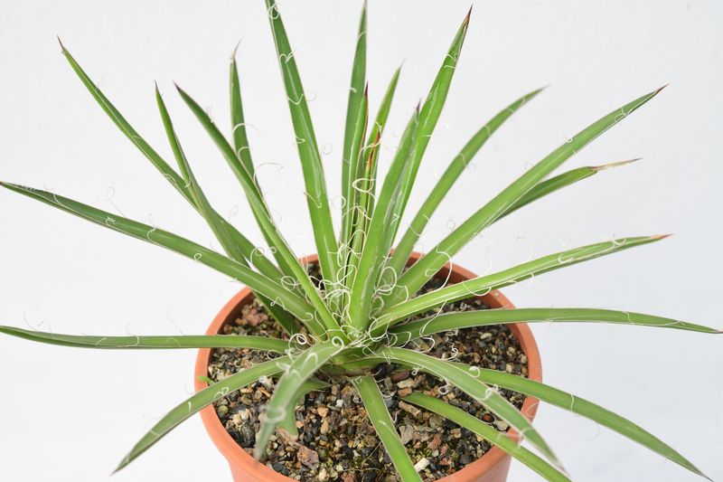 Agave x leopoldii Hort. ex G.Nicholson Agave x leopoldii Hort. ex G.Nicholson