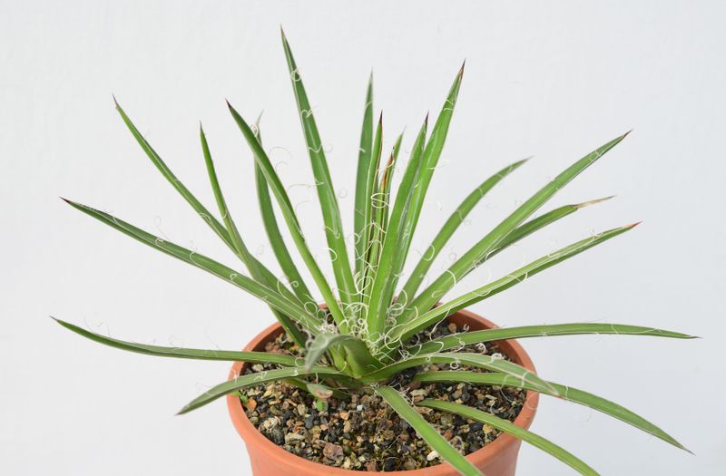 Agave x leopoldii Hort. ex G.Nicholson