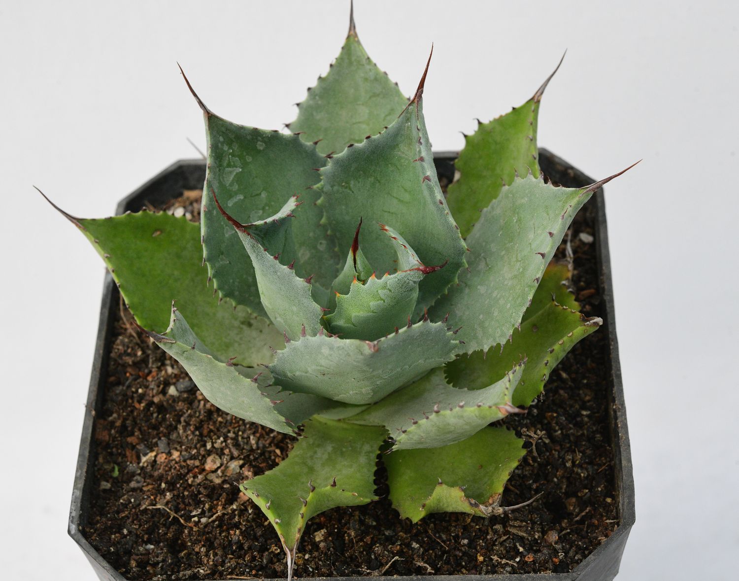 Agave Potatorum  Confederate Rose