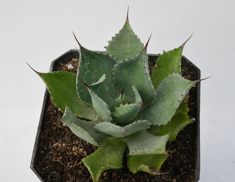 Agave Potatorum Confederate Rose