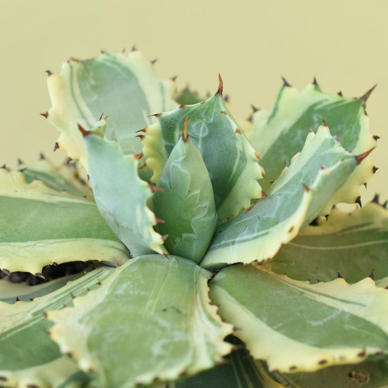 Agave isthemensis kabutogani marginata variegated