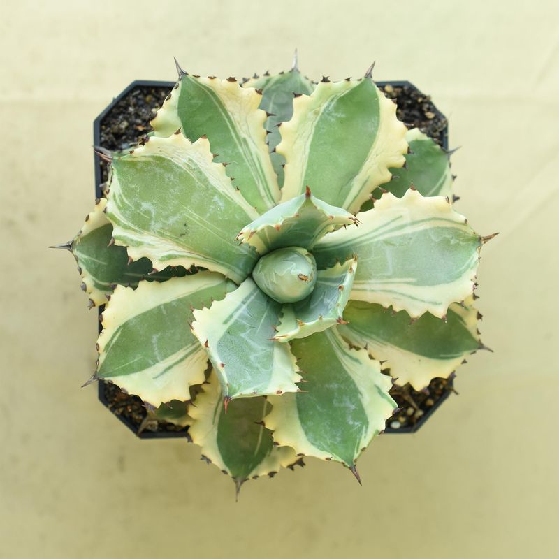 Agave isthemensis kabutogani marginata variegated Agave isthemensis kabutogani marginata variegated