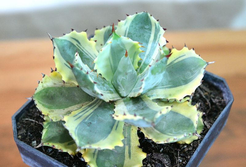 Agave isthemensis kabutogani marginata variegated front view