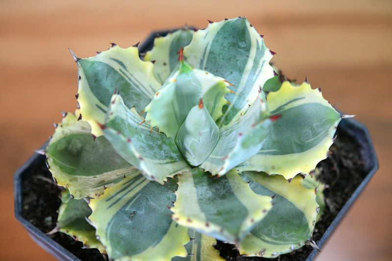 Agave isthemensis kabutogani marginata variegated angled side view