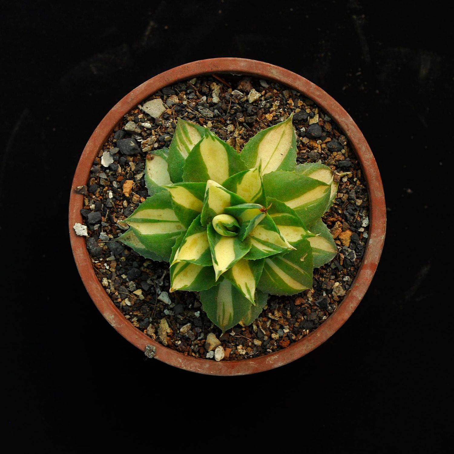 Agave Isthmensis Ohi Raijin 'Gold Spirit'