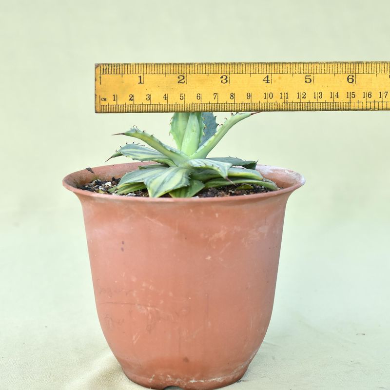 Agave Isthmensis Striata Variegated