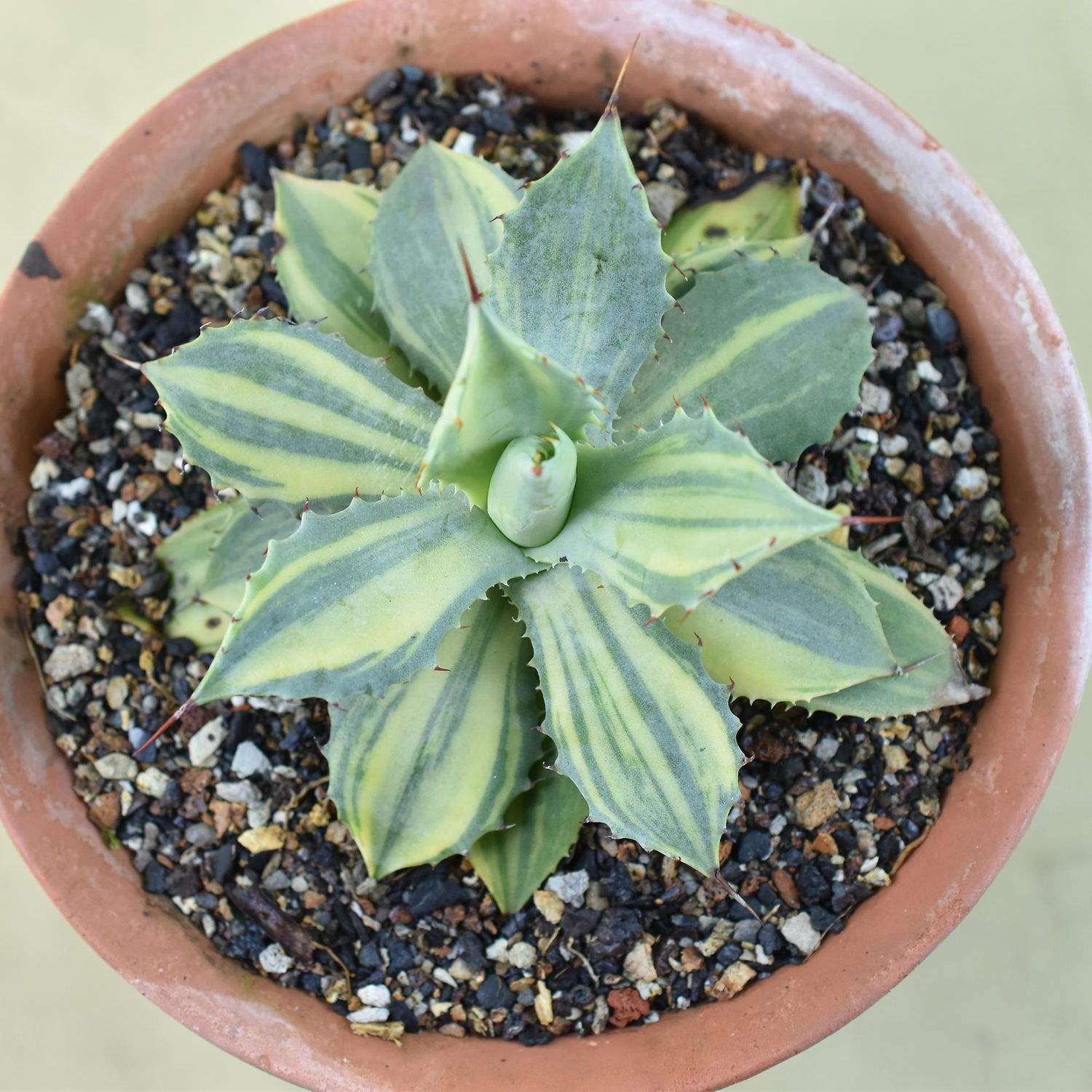 Agave Isthmensis Striata Variegated