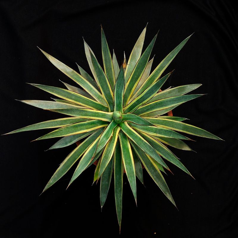 Agave Specimen plant for display purpose only.