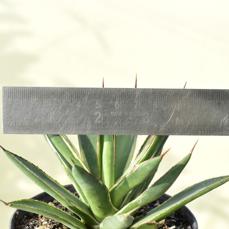 Agave "Burnt Burgundy" Marginata