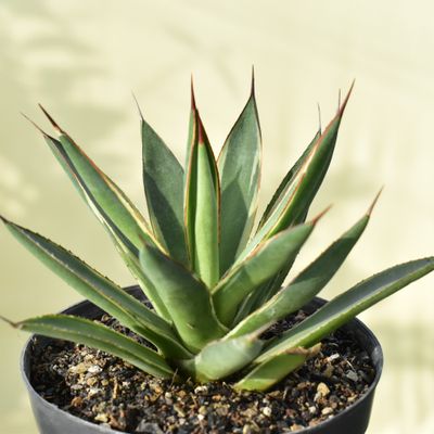 Buy Agave Burnt Burgundy Marginata Online | Rare Variegated Succulent