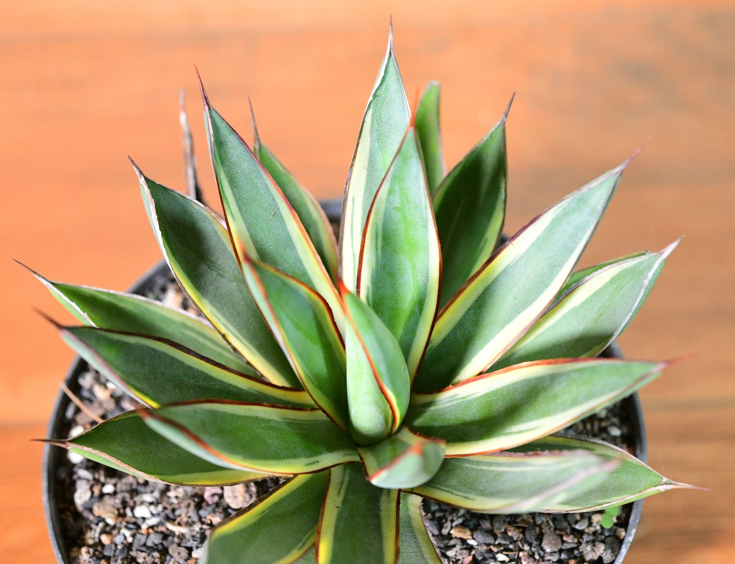Buy Agave Burnt Burgundy Marginata Online | Rare Variegated