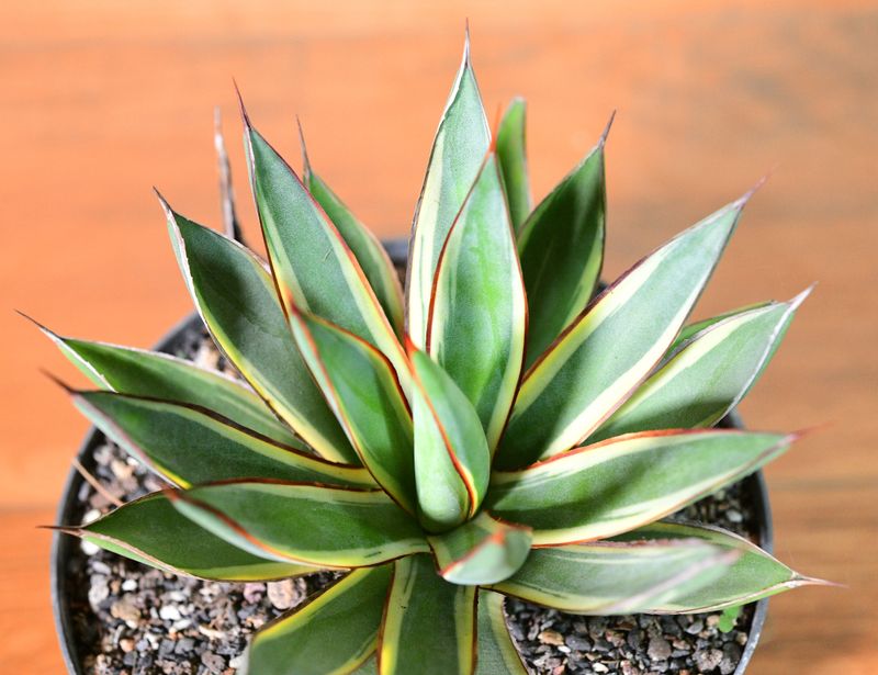 Agave "Burnt Burgundy" Marginata