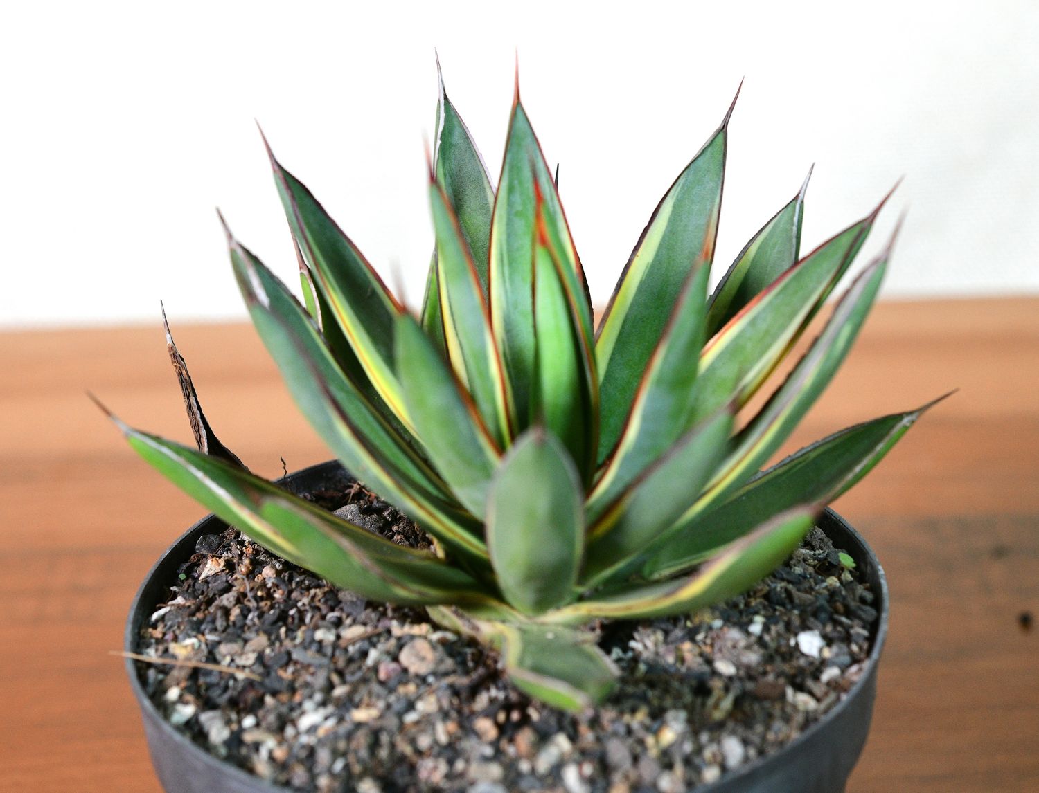 観葉植物 Agave 'Burnt Burgundy' f.variegata 299 観葉植物 Agave 'Burnt Burgundy' f.variegata 299