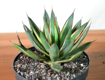 Buy Agave Burnt Burgundy Marginata Online | Rare Variegated Succulent