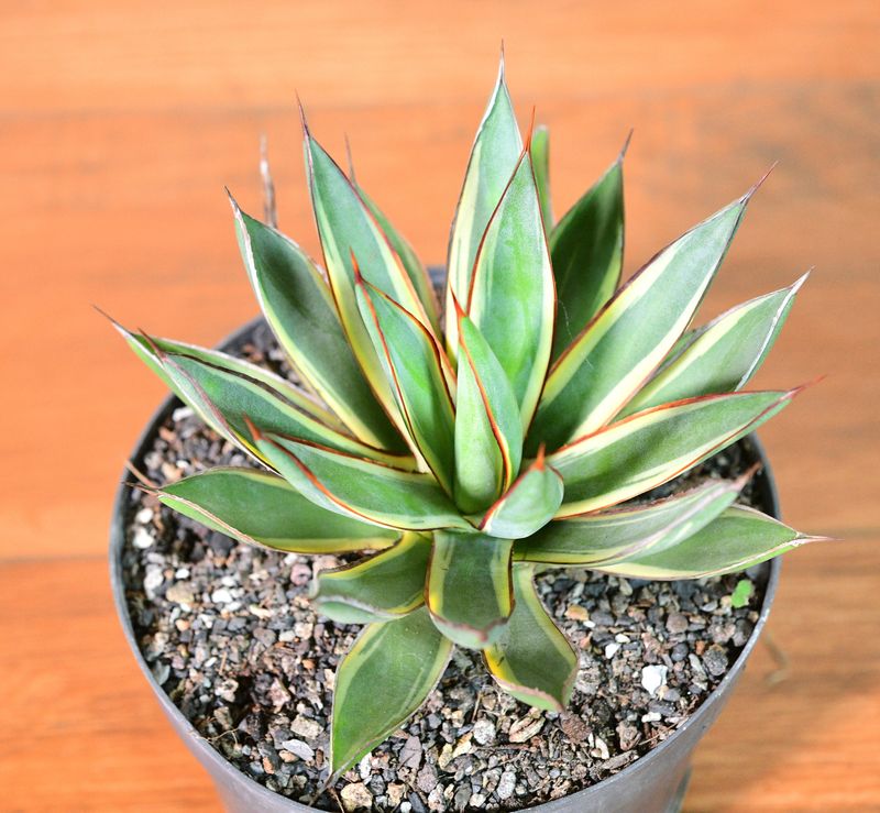 Agave Agave "Burnt Burgundy" Marginata