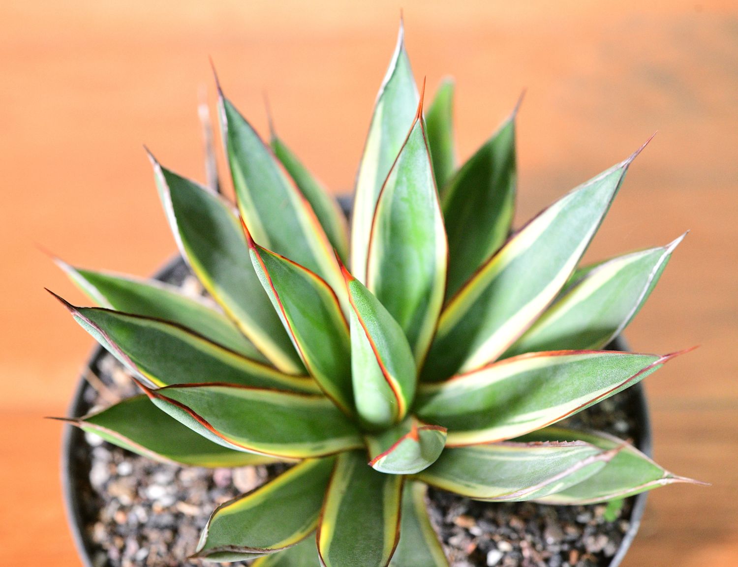 観葉植物 Agave 'Burnt Burgundy' f.variegata 299 観葉植物 Agave 'Burnt Burgundy' f.variegata 299