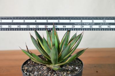 観葉植物 Agave 'Burnt Burgundy' f.variegata 299