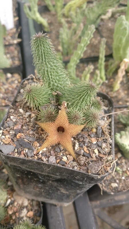 Huernia pillansii cv cocklebur Huernia pillansii cv cocklebur in nursery tray with mature growth