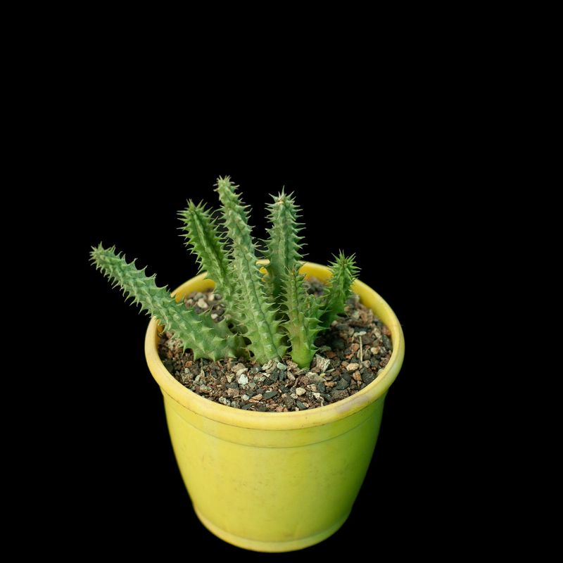 Huernia pillansii cv cocklebur in yellow pot front view