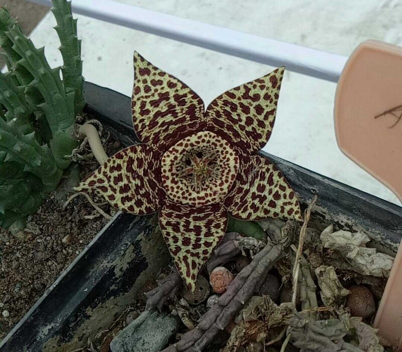 Orbea variegata