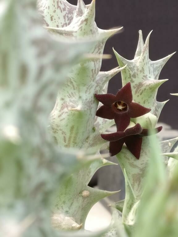 Orbea decaisneana ssp. hesperidum