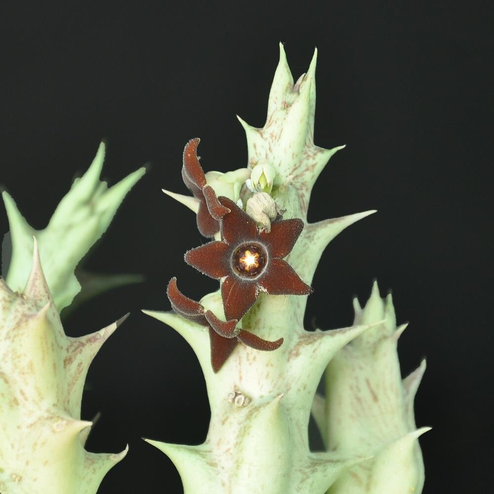 Orbea decaisneana ssp. hesperidum