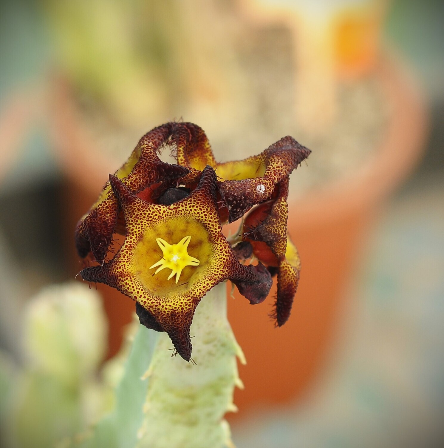 Caralluma speciosa Caralluma speciosa