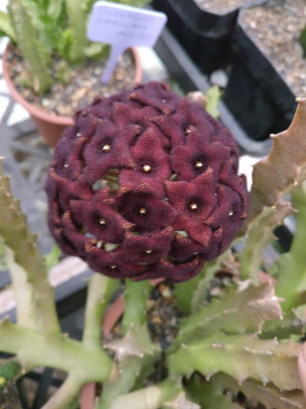 Caralluma umbellata Caralluma umbellata in bloom with dark red flowers