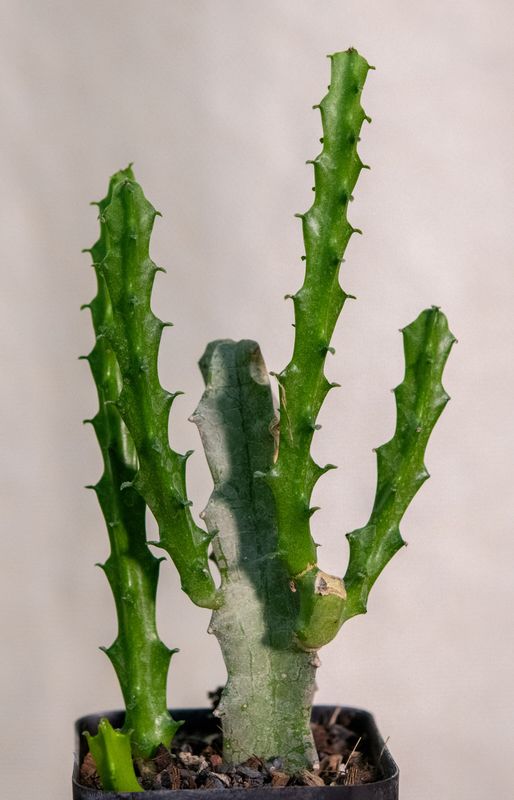 Caralluma umbellata potted plant with multiple upright stems