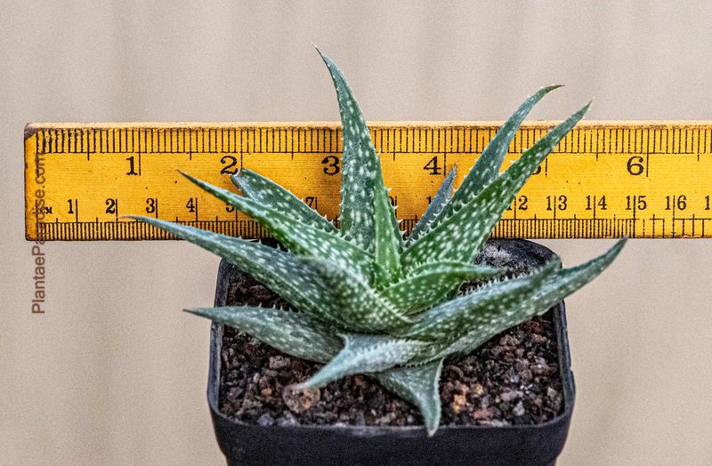 Aloe Medivera