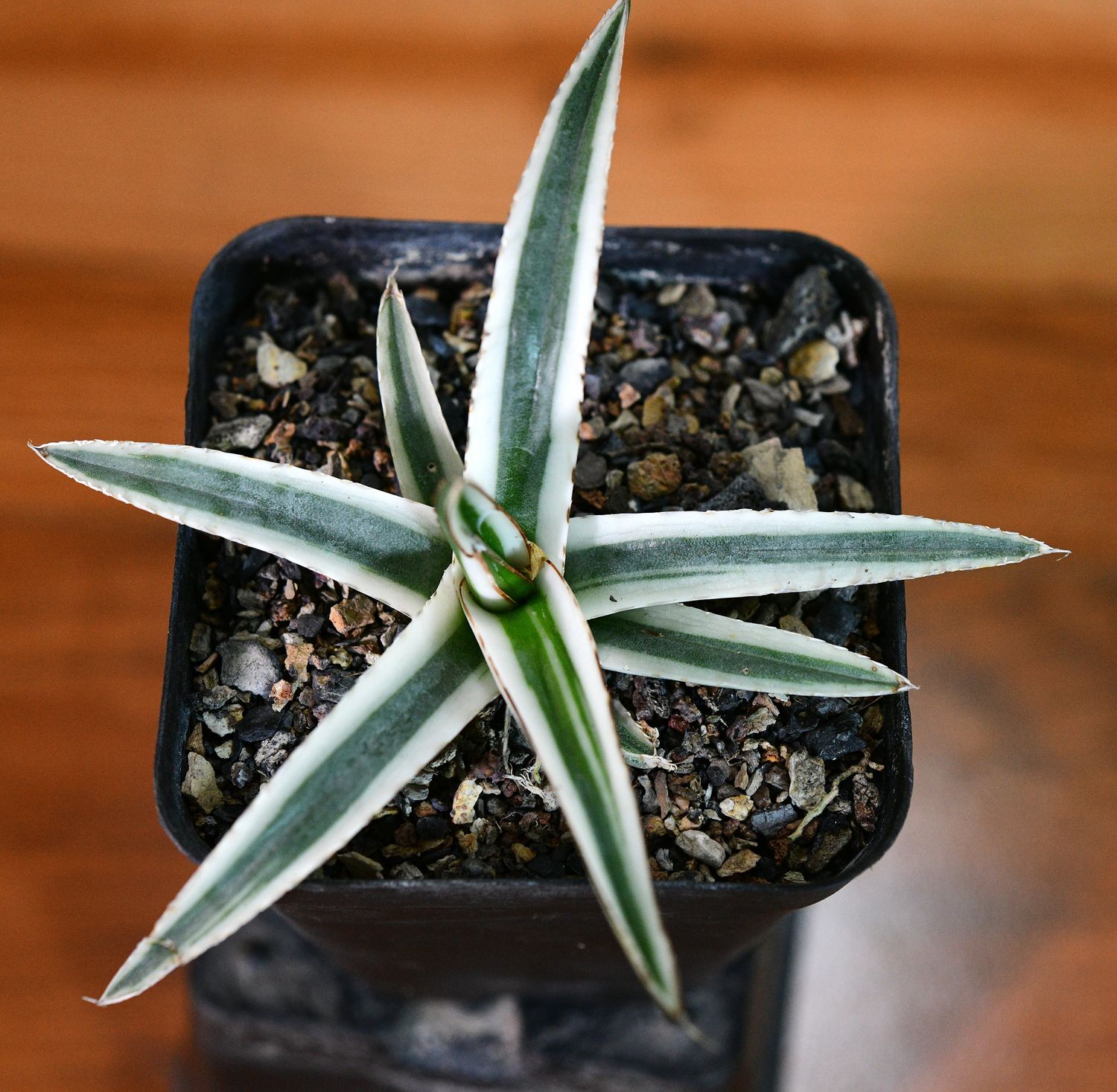 Agave victoriae Reginae 'White rhino' Agave victoriae Reginae 'White rhino' top-down view in nursery pot