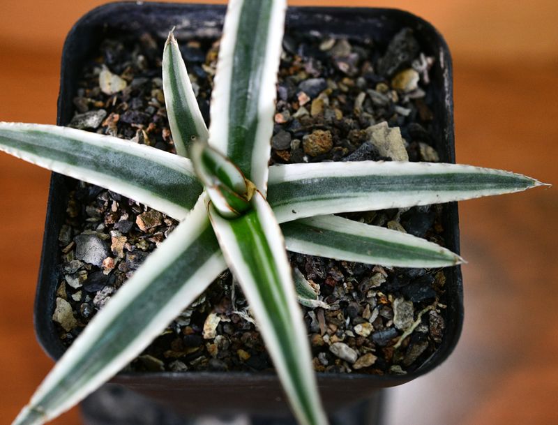 Agave victoriae Reginae 'White rhino' side angle in nursery pot