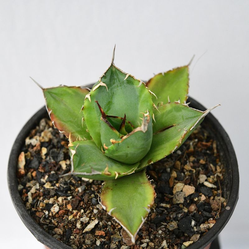 Agave Banana Peel