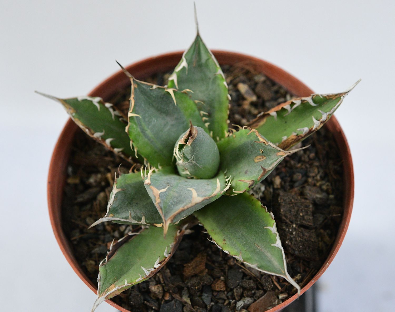 Agave Banana Peel