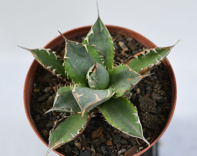 Agave Banana Peel