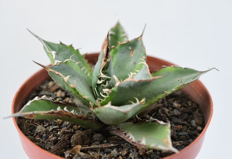 Agave Banana Peel